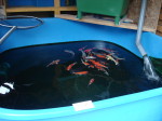 Neues Becken in 2011     in Quadratform    2400L